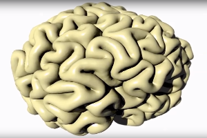 Модель, сделанная на 3D принтере, показывает, как формируются извилины человеческого мозга