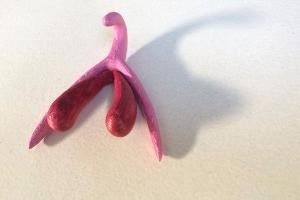 3D-клитор для французских уроков полового воспитания