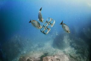 Как сохранить жизнь фауны океана?
