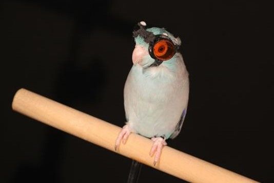Защитные очки для птицы были распечатаны на 3D-принтере в рамках научного исследования