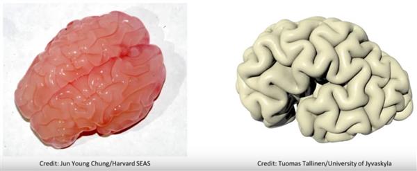 Формирование борозды коры головного мозга с помощью технологий 3D печати