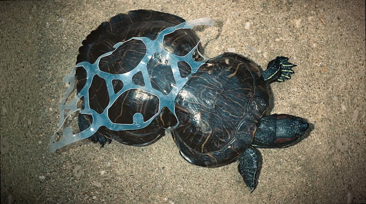 Черепаха, пострадавшая от загрязнения океана