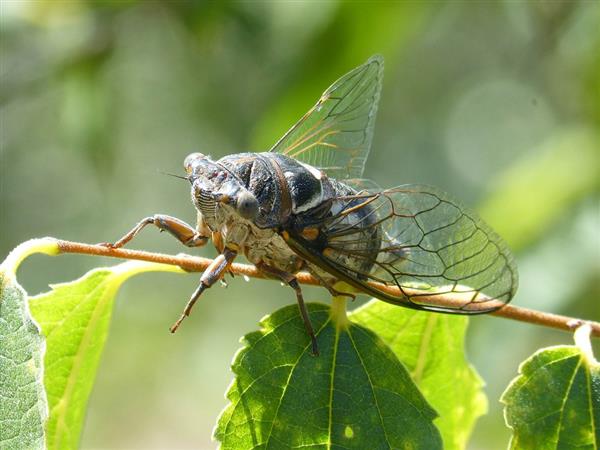 cicada-inspired-3d-printed-pekk-implants-reduce-bacterial-infections-without-antibiotics-1.jpg