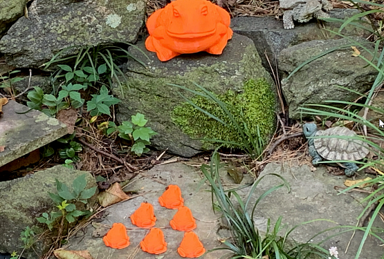 картинка Садовая лягушка и жаба йога