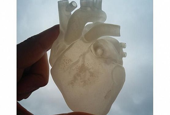 картинка Модель сердца