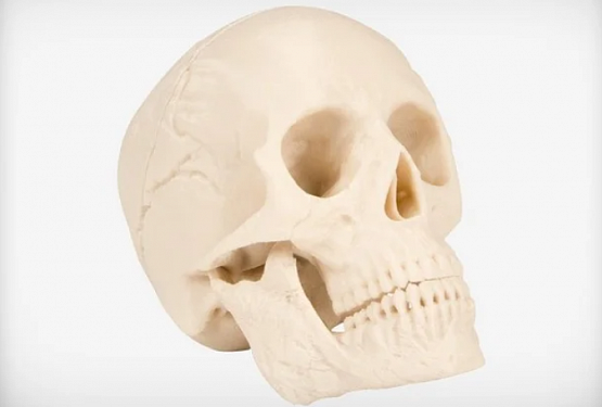 картинка Человеческий череп